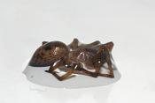 huisspin (amaurobius similis)